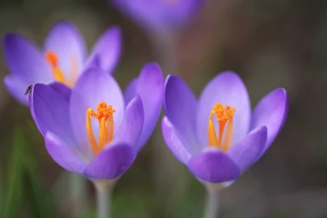 krokus garten
