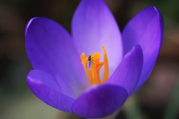 krokus garten