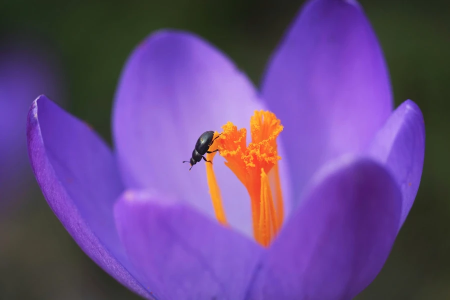 krokus garten