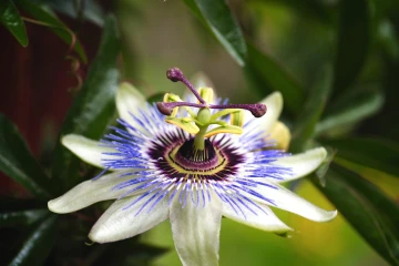passionsblume