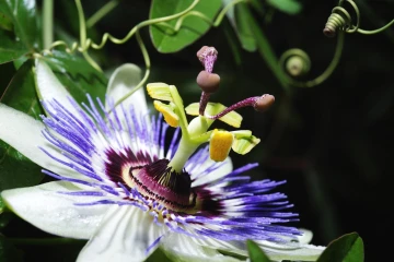 passionsblume