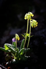 schluesselblume