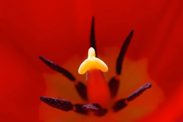 tulpe