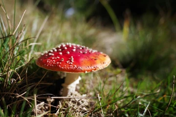 fliegenpilz