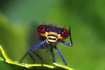 adonislibelle