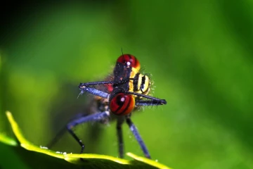 adonislibelle