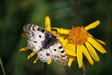 apollofalter arnika