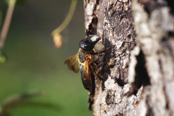 asiatische moertelbiene