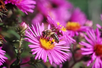 biene aster6