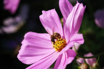 biene cosmea