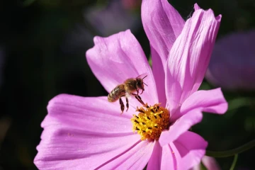 biene cosmea
