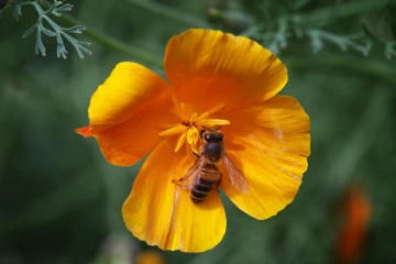 biene in mohn