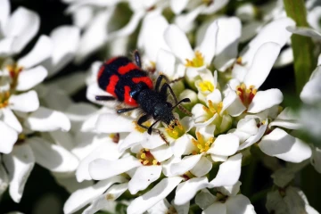 bienenwolf