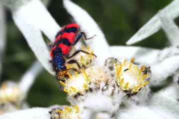 bienenwolf edelweiss