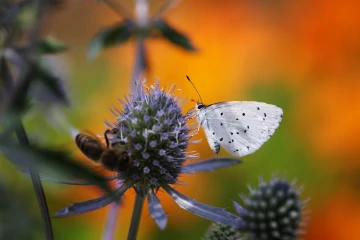blaueling distel