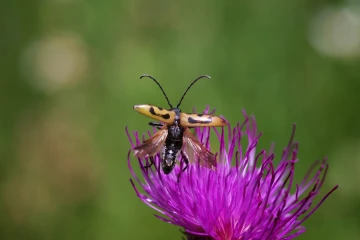 bockkaefer abflug