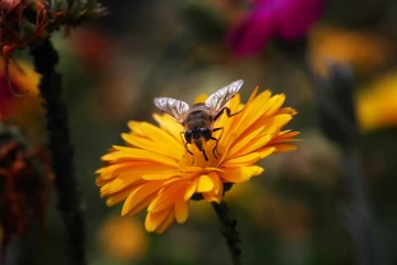 fliege ringelblume