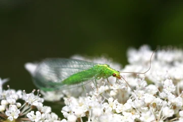florfliege goldauge