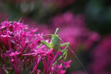 heuschrecke portriat