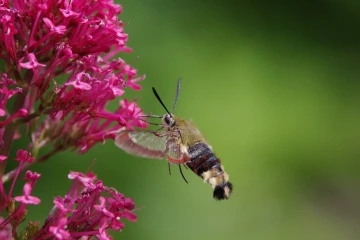 hummelschwaermer