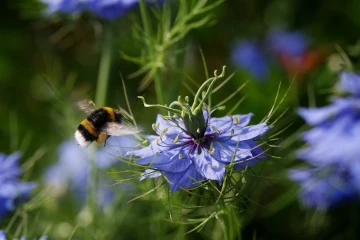 jungfer in gruen hummel