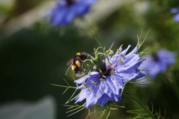 jungfer in gruen hummel