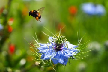 jungfer in gruen hummel