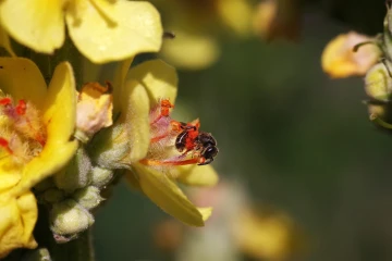 koenigskerze biene