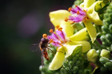 koenigskerze schwebfliege