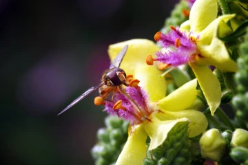 koenigskerze schwebfliege