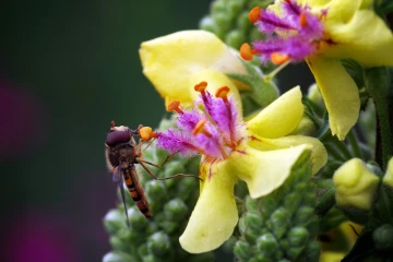 koenigskerze schwebfliege