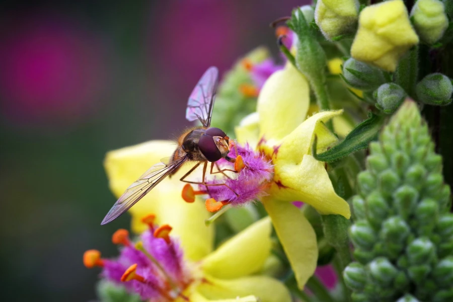 koenigskerze schwebfliege