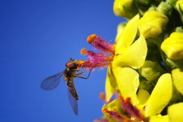 koenigskerze schwebfliege