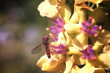 koenigskerze schwebfliege