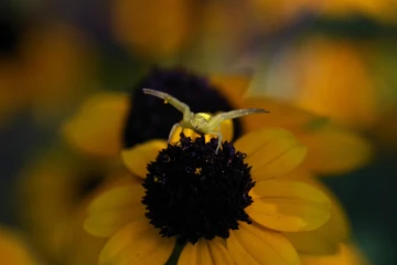 krabbenspinne