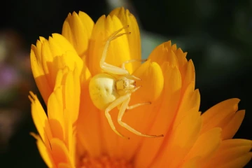 krabbenspinne