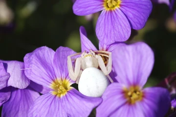 krabbenspinne blaukissen