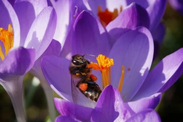 krokus biene