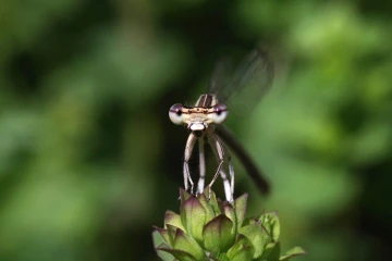 libelle