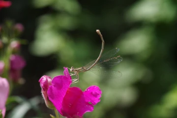 libelle am putzen