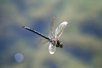 libelle flug