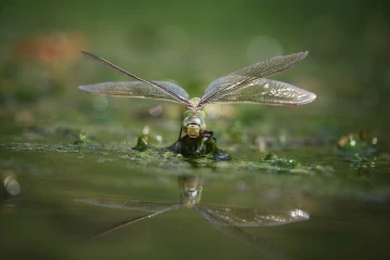 mosaikjungfer eiablage