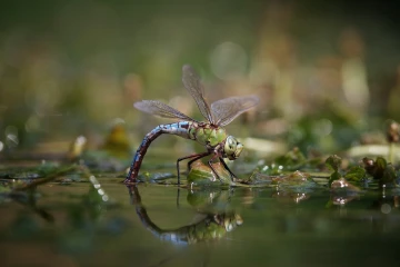 mosaikjungfer eiablage