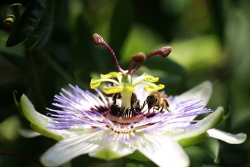 passionsblume biene