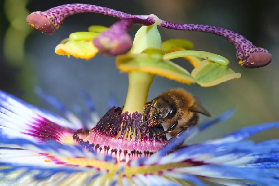 passionsblume biene