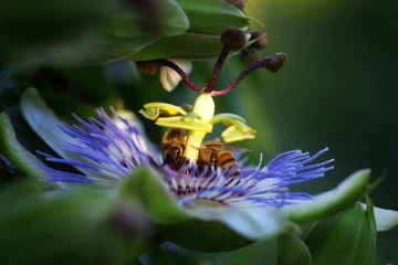 passionsblume biene