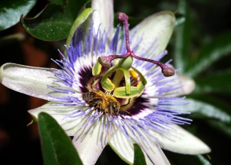 passionsblume biene
