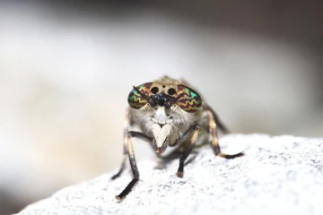 regenbremse