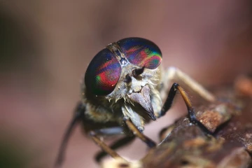 rinderbremse