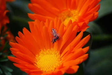 ringelblume springspinne